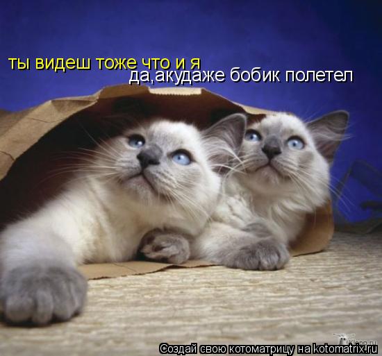 ты видеш тоже что и я да,акудаже бобик полетел... Котоматрица: ты видеш тоже что и я да,акудаже бобик полетел