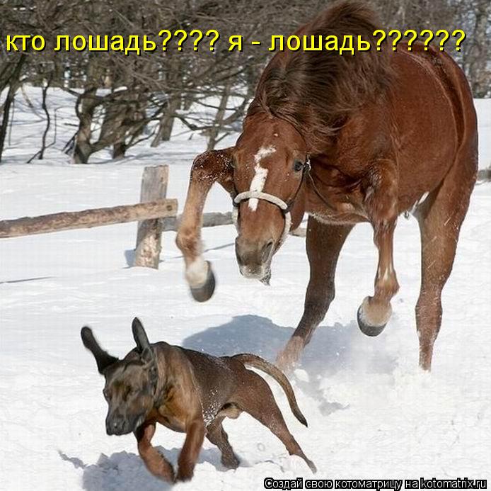 кто лошадь???? я - лошадь??????... Котоматрица: кто лошадь???? я - лошадь??????