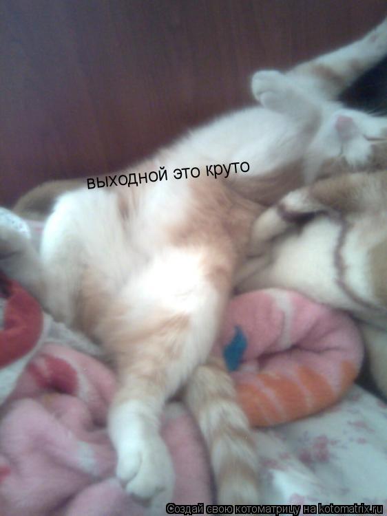 выходной это круто... Котоматрица: выходной это круто