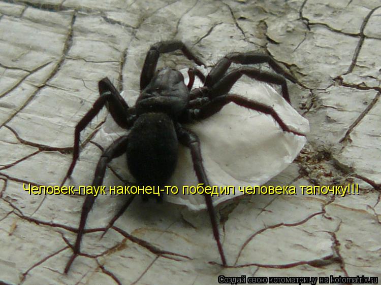 Человек-паук наконец-то победил человека тапочку!!!... Котоматрица: Человек-паук наконец-то победил человека тапочку!!!