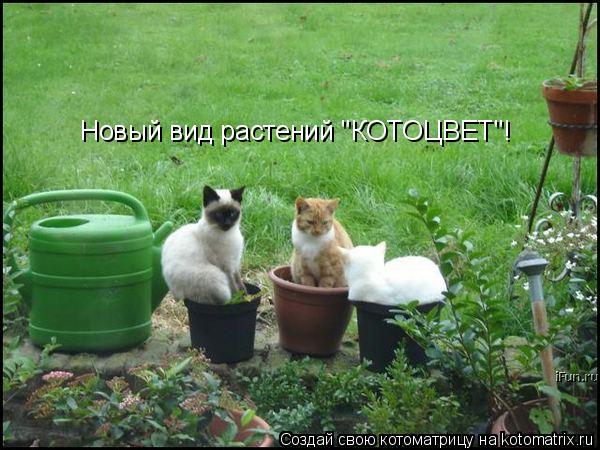 Новый вид растений "КОТОЦВЕТ"!... Котоматрица: Новый вид растений "КОТОЦВЕТ"!
