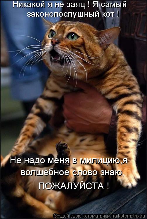 Никакой я не заяц ! Я самый законопослушный кот ! Не надо меня в милицию,я волшебное слово знаю, ПОЖ... Котоматрица: Никакой я не заяц ! Я самый законопослушный кот ! Не надо меня в милицию,я волшебное слово знаю, ПОЖАЛУЙСТА !