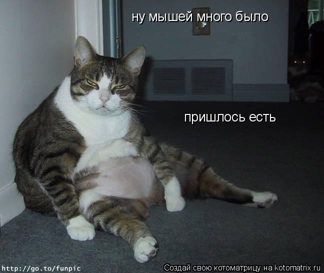 ну мышей много было пришлось есть... Котоматрица: ну мышей много было пришлось есть