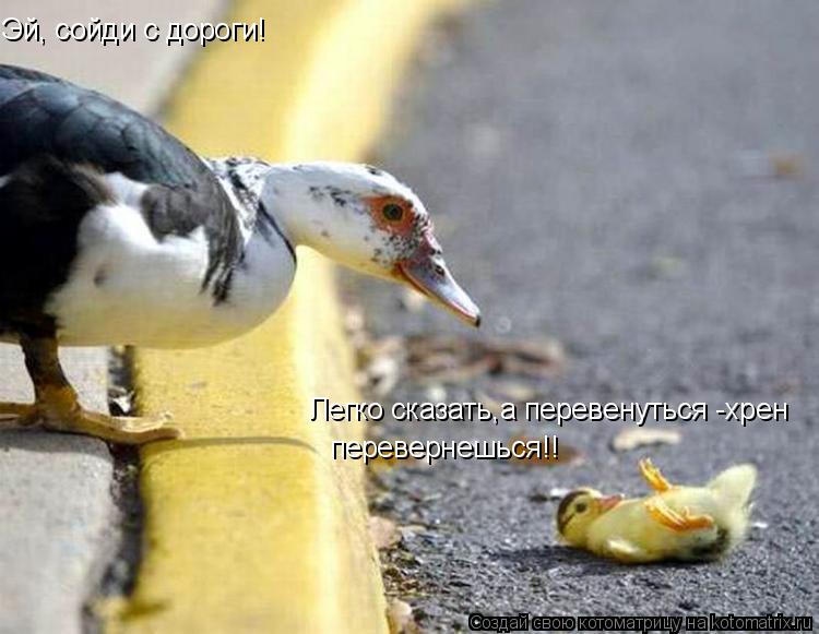 Эй, сойди с дороги! Легко сказать,а перевенуться -хрен перевернешься!!... Котоматрица: Эй, сойди с дороги! Легко сказать,а перевенуться -хрен перевернешься!!