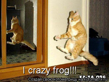 I crazy frog!!!... Котоматрица: I crazy frog!!!
