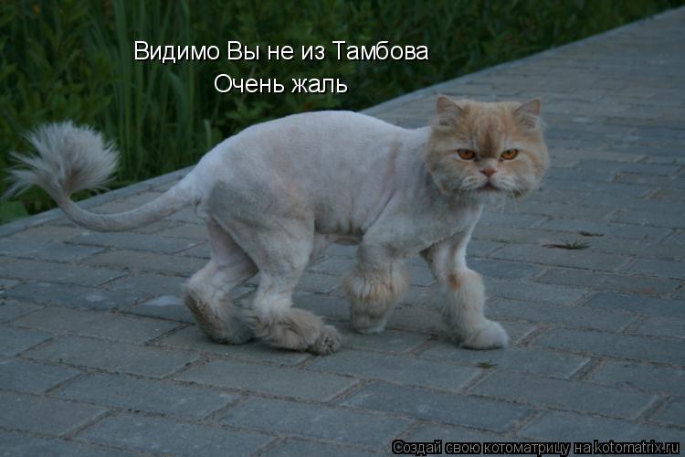 Котоматрица: Видимо Вы не из Тамбова Очень жаль