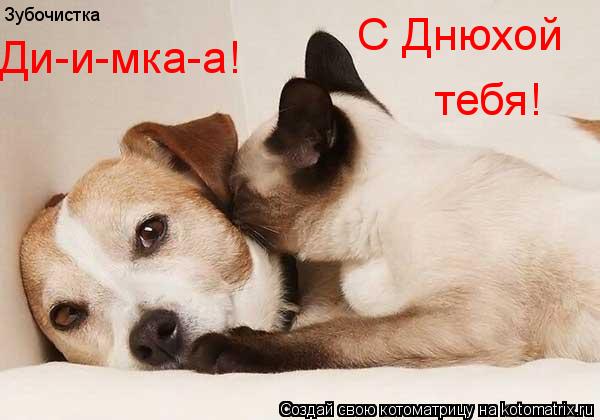 Зубочистка Ди-и-мка-а! С Днюхой тебя!... Котоматрица: Зубочистка Ди-и-мка-а! С Днюхой тебя!