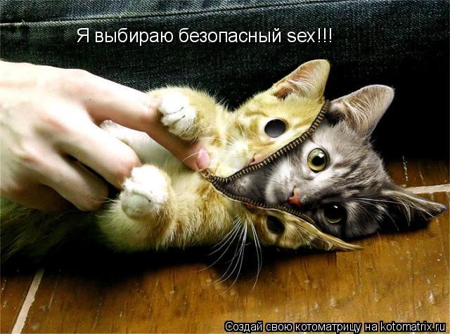 Я выбираю безопасный sex!!!... Котоматрица: Я выбираю безопасный sex!!!