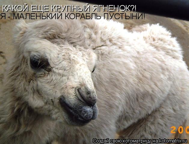 КАКОЙ ЕЩЕ КРУПНЫЙ ЯГНЕНОК?! Я - МАЛЕНЬКИЙ КОРАБЛЬ ПУСТЫНИ!... Котоматрица: КАКОЙ ЕЩЕ КРУПНЫЙ ЯГНЕНОК?! Я - МАЛЕНЬКИЙ КОРАБЛЬ ПУСТЫНИ!