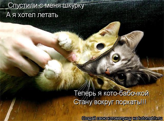 Спустили с меня шкурку А я хотел летать Теперь я кото-бабочкой Стану вокруг порхать!!!... Котоматрица: Спустили с меня шкурку А я хотел летать Теперь я кото-бабочкой Стану вокруг порхать!!!