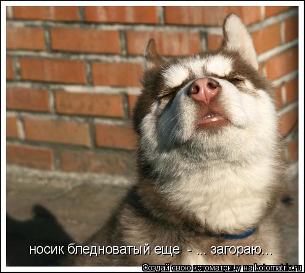 носик бледноватый еще - ... загораю...... Котоматрица: носик бледноватый еще - ... загораю...