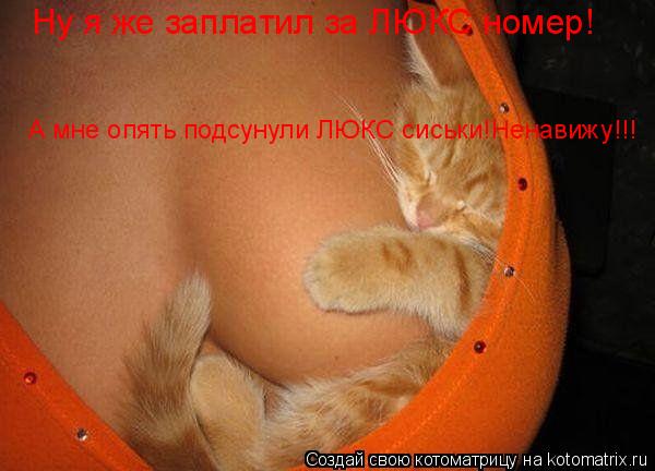 Ну я же заплатил за ЛЮКС номер! А мне опять подсунули ЛЮКС сиськи!Ненавижу!!!... Котоматрица: Ну я же заплатил за ЛЮКС номер! А мне опять подсунули ЛЮКС сиськи!Ненавижу!!!