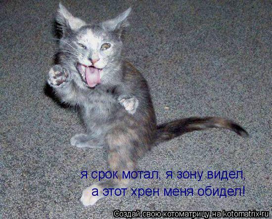 я срок мотал, я зону видел, а этот хрен меня обидел!... Котоматрица: я срок мотал, я зону видел, а этот хрен меня обидел!