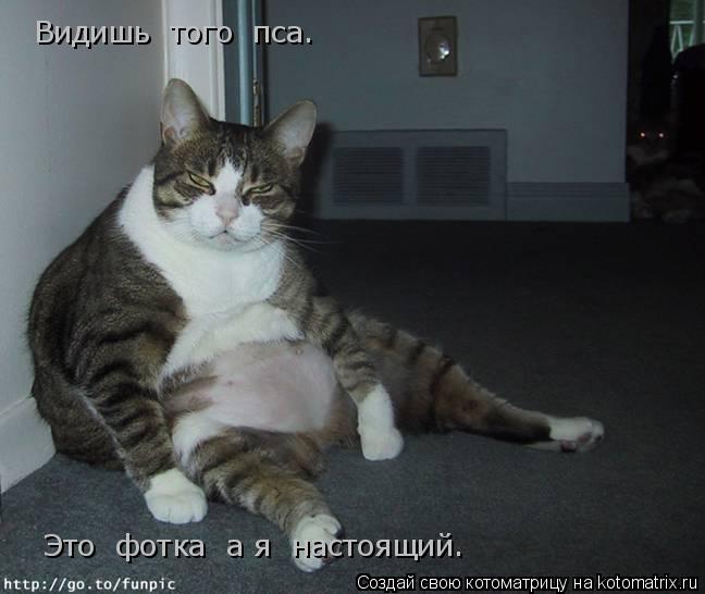 Видишь того пса. Это фотка а я настоящий.... Котоматрица: Видишь того пса. Это фотка а я настоящий.