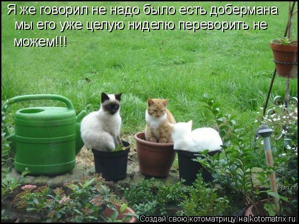 Я же говорил не надо было есть добермана мы его уже целую ниделю переворить не можем!!!... Котоматрица: Я же говорил не надо было есть добермана мы его уже целую ниделю переворить не можем!!!