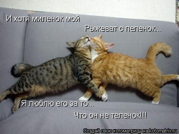 И хотя миленок мой Рыжеват с пеленок... Я люблю его за то... Что он не теленок!!!... Котоматрица: И хотя миленок мой Рыжеват с пеленок... Я люблю его за то... Что он не теленок!!!