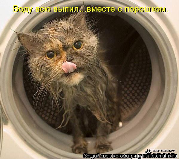 Воду всю выпил...вместе с порошком.... Котоматрица: Воду всю выпил...вместе с порошком.