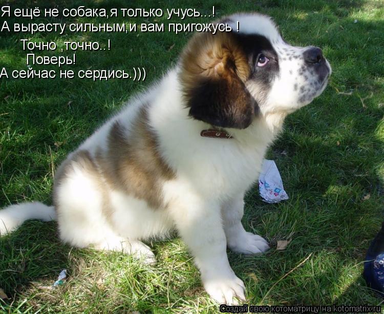 Я ещё не собака,я только учусь...! А вырасту сильным,и вам пригожусь ! Точно ,точно..! Поверь! А сейч... Котоматрица: Я ещё не собака,я только учусь...! А вырасту сильным,и вам пригожусь ! Точно ,точно..! Поверь! А сейчас не сердись.)))