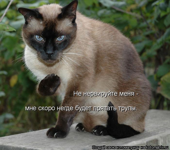 Котоматрица: Не нервируйте меня - мне скоро негде будет прятать трупы.
