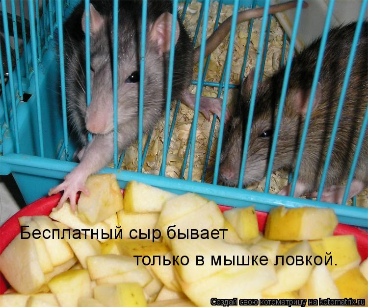 Котоматрица: Бесплатный сыр бывает  только в мышке ловкой.