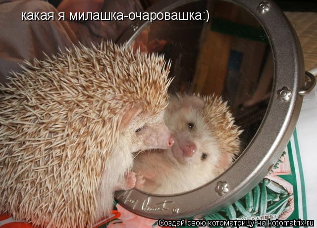 какая я милашка-очаровашка:)... Котоматрица: какая я милашка-очаровашка:)