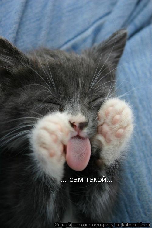 ... сам такой...... Котоматрица: ... сам такой...
