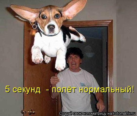 5 секунд - полёт нормальный!... Котоматрица: 5 секунд - полёт нормальный!