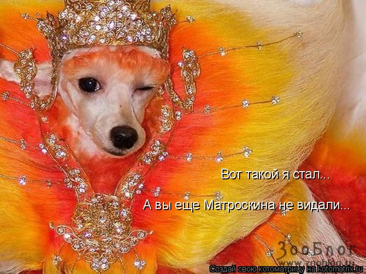 Вот такой я стал... А вы еще Матроскина не видали...... Котоматрица: Вот такой я стал... А вы еще Матроскина не видали...