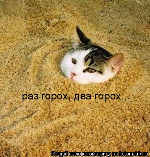 раз горох, два горох...... Котоматрица: раз горох, два горох...