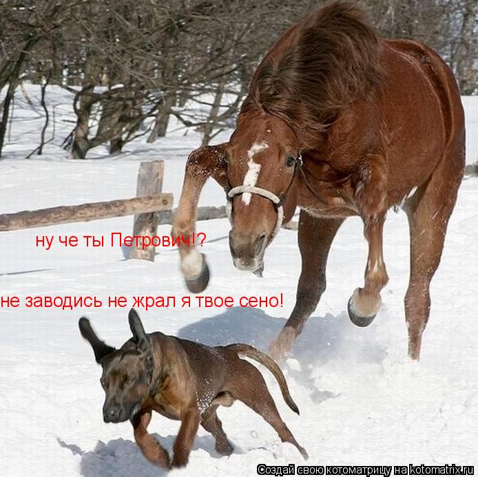 ну че ты Петрович!? не заводись не жрал я твое сено!... Котоматрица: ну че ты Петрович!? не заводись не жрал я твое сено!