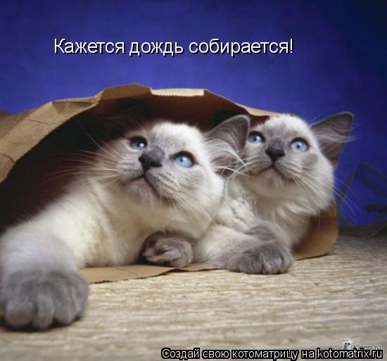 Кажется дождь собирается!... Котоматрица: Кажется дождь собирается!