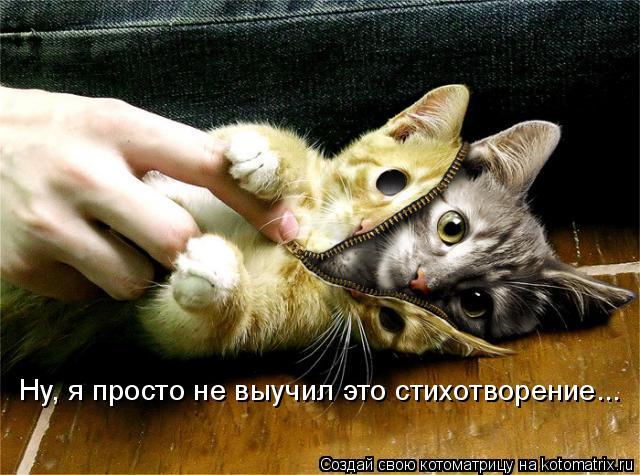 Ну, я просто не выучил это стихотворение...... Котоматрица: Ну, я просто не выучил это стихотворение...