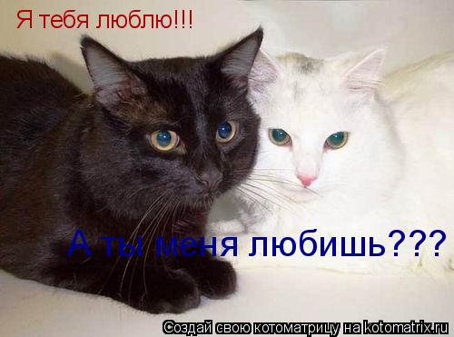 Я тебя люблю!!! А ты меня любишь???... Котоматрица: Я тебя люблю!!! А ты меня любишь???