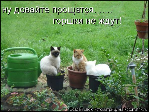 ну довайте прощатся....... горшки не ждут!... Котоматрица: ну довайте прощатся....... горшки не ждут!