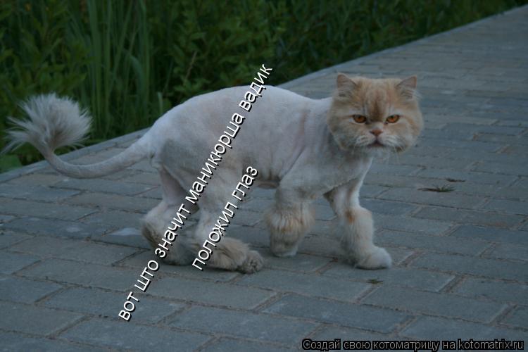 вот што значит маникюрша вадик положил глаз... Котоматрица: вот што значит маникюрша вадик положил глаз