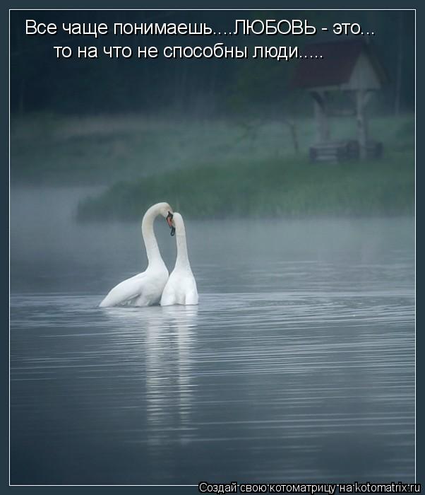 Все чаще понимаешь....ЛЮБОВЬ - это... то на что не способны люди........ Котоматрица: Все чаще понимаешь....ЛЮБОВЬ - это... то на что не способны люди.....