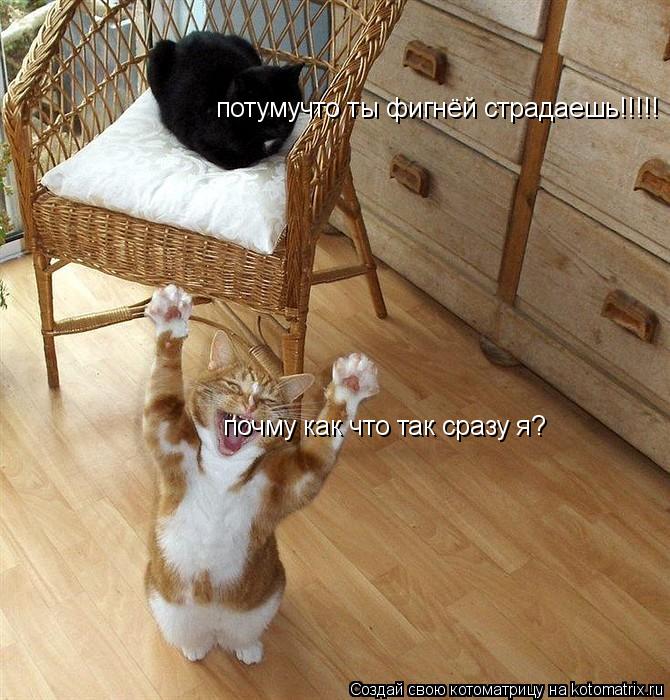 почму как что так сразу я? потумучто ты фигнёй страдаешь!!!!!... Котоматрица: почму как что так сразу я? потумучто ты фигнёй страдаешь!!!!!