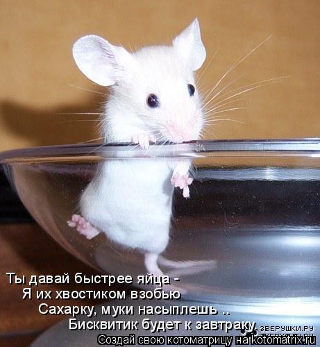 Ты давай быстрее яйца - Я их хвостиком взобью Сахарку, муки насыплешь .. Бисквитик будет к завтрак... Котоматрица: Ты давай быстрее яйца - Я их хвостиком взобью Сахарку, муки насыплешь .. Бисквитик будет к завтраку...