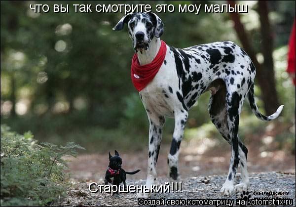 что вы так смотрите это моу малыш Старшенький!!!... Котоматрица: что вы так смотрите это моу малыш Старшенький!!!