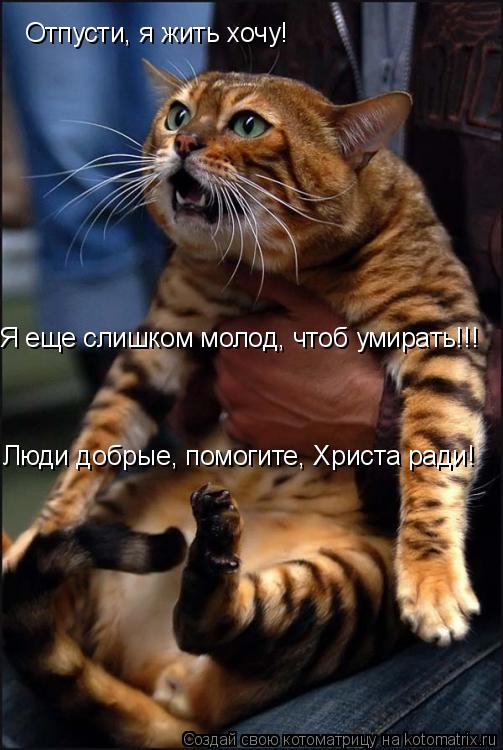 Отпусти, я жить хочу! Я еще слишком молод, чтоб умирать!!! Люди добрые, помогите, Христа ради!... Котоматрица: Отпусти, я жить хочу! Я еще слишком молод, чтоб умирать!!! Люди добрые, помогите, Христа ради!