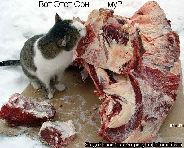 Вот Этот Сон........муР... Котоматрица: Вот Этот Сон........муР