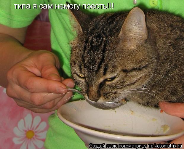 типа я сам немогу поесть!!!... Котоматрица: типа я сам немогу поесть!!!