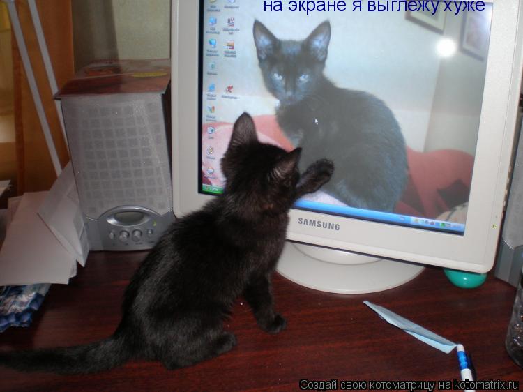на экране я выглежу хуже... Котоматрица: на экране я выглежу хуже