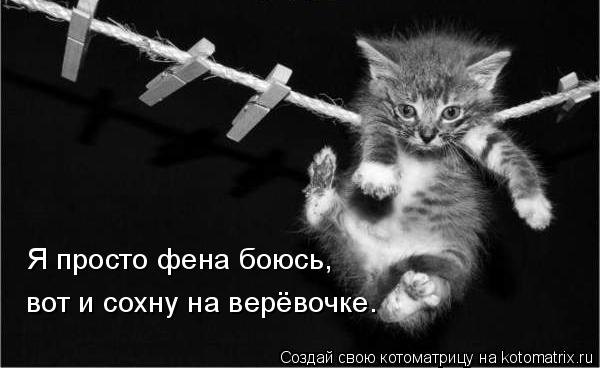 Я просто фена боюсь, вот и сохну на верёвочке.... Котоматрица: Я просто фена боюсь, вот и сохну на верёвочке.