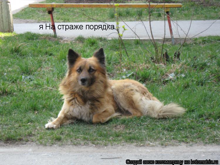 я На страже порядка... Котоматрица: я На страже порядка