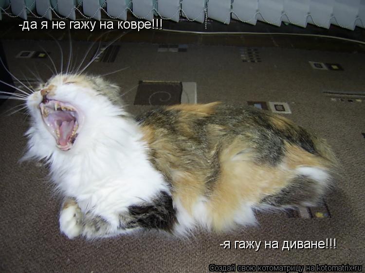 -да я не гажу на ковре!!! -я гажу на диване!!!... Котоматрица: -да я не гажу на ковре!!! -я гажу на диване!!!