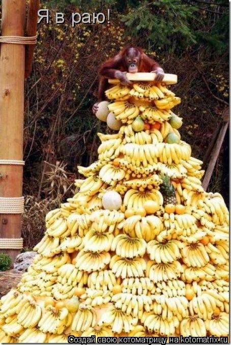 Я в раю!... Котоматрица: Я в раю!
