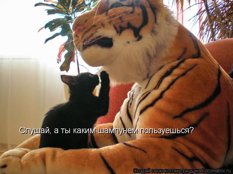 Слушай, а ты каким шампунем пользуешься?... Котоматрица: Слушай, а ты каким шампунем пользуешься?