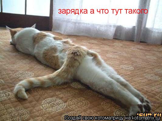 зарядка а что тут такого... Котоматрица: зарядка а что тут такого