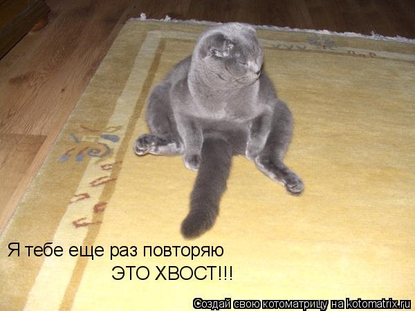 Я тебе еще раз повторяю ЭТО ХВОСТ!!!... Котоматрица: Я тебе еще раз повторяю ЭТО ХВОСТ!!!